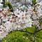 【桜情報】静かに花びらが舞っています【2026年４月４日】の画像