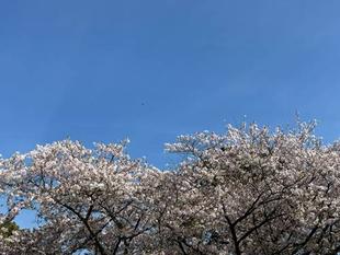 【桜情報】散り始めも、なお一層綺麗です【2026年４月６日】