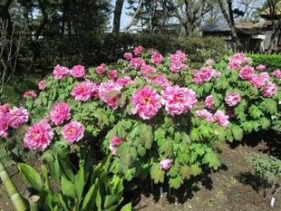  ぼたん開花状況　見頃へ向けて開花スタート！　【旧伊藤博文金沢別邸】