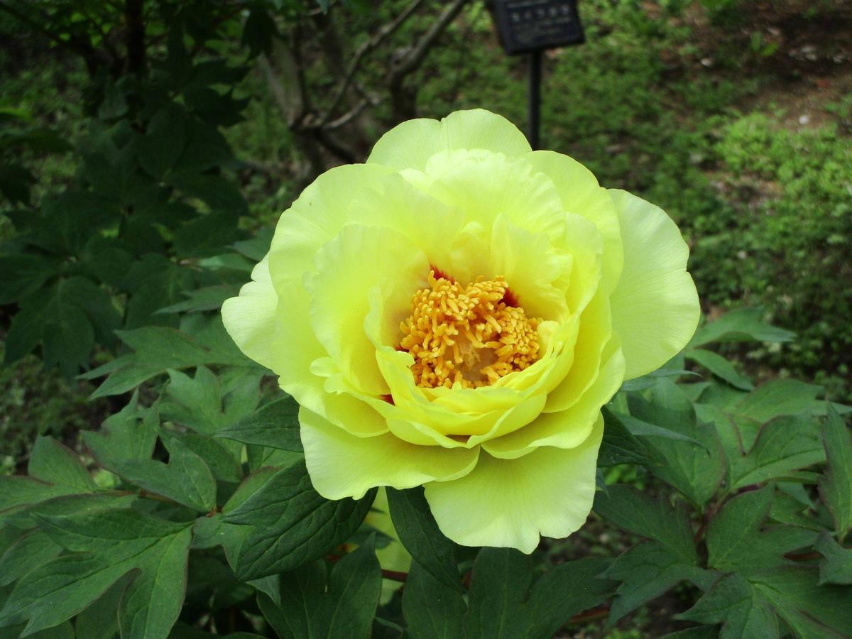 ぼたん開花終盤 遅咲きのぼたんが咲きました。【旧伊藤博文金沢別邸