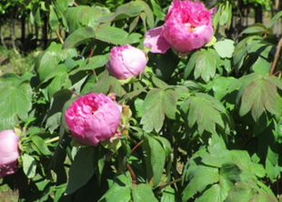 ぼたん開花状況　続々と ほころび始めました！　【旧伊藤博文金沢別邸】