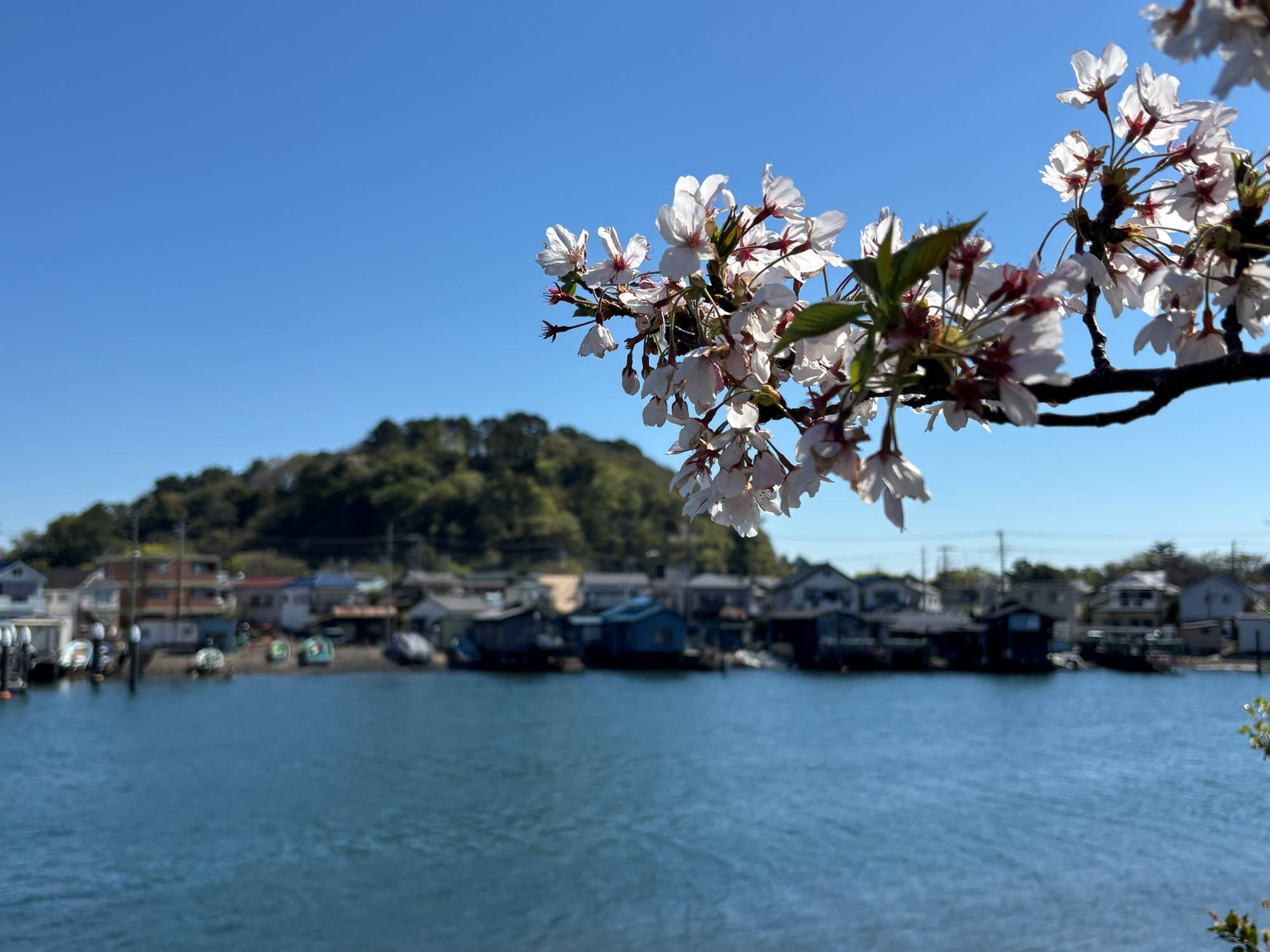 【桜情報】青空の下の桜が綺麗です。【2026年４月８日】の写真