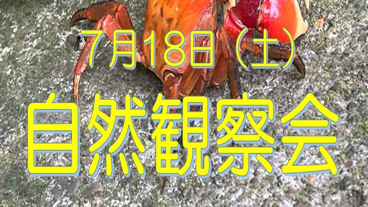 夏の「自然観察会」参加者募集！の写真
