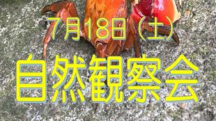 夏の「自然観察会」参加者募集！