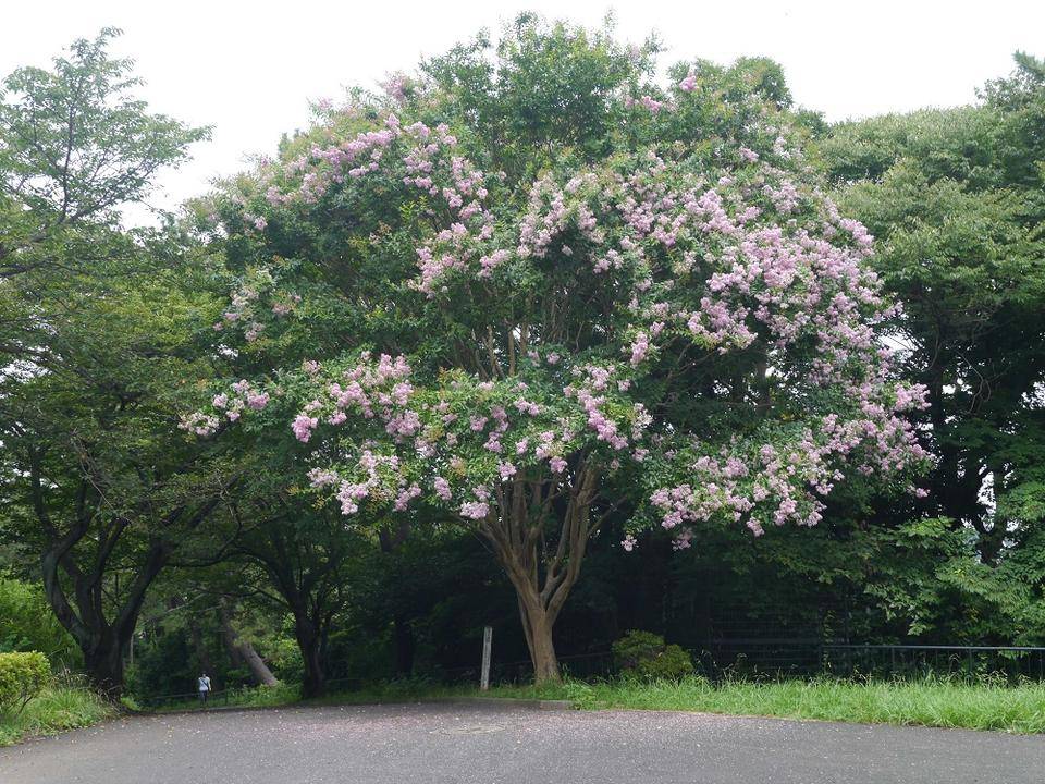 P1020037.jpg