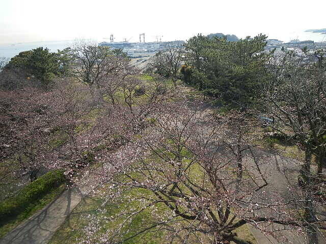 3月26日基準木.jpg