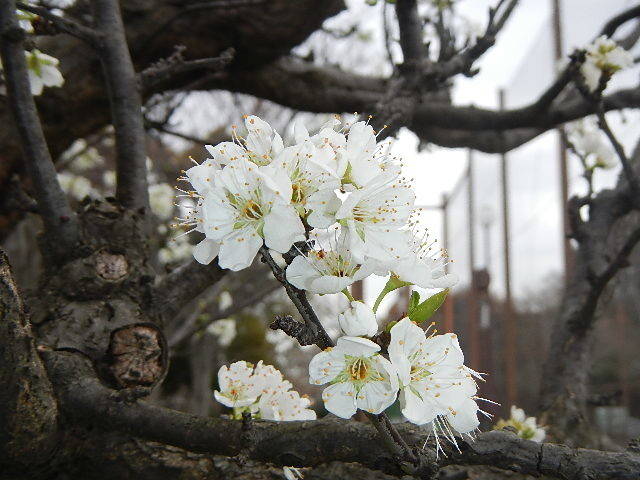 300323スモモ (2).jpg