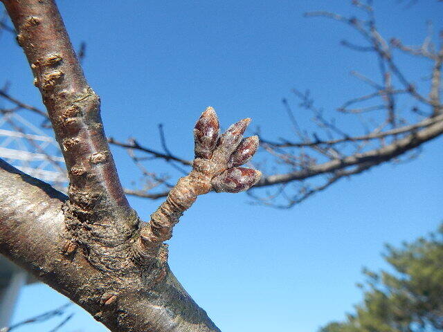3月6日基準木つぼみ.jpg