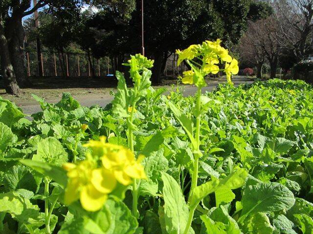 菜の花_R.jpg