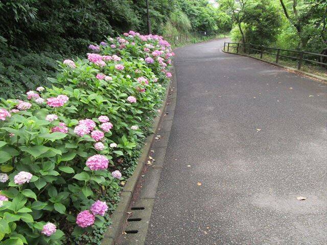 野島山園路ピンクのアジサイ.jpg