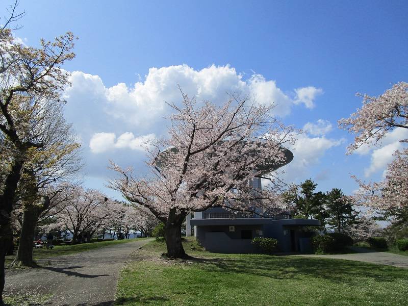 展望台とサクラ.jpg