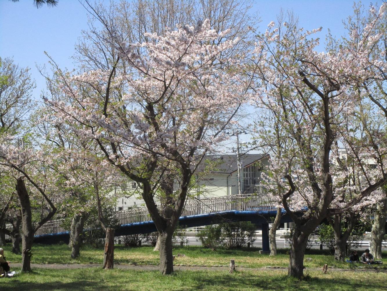 室の木桜②20240410.jpg