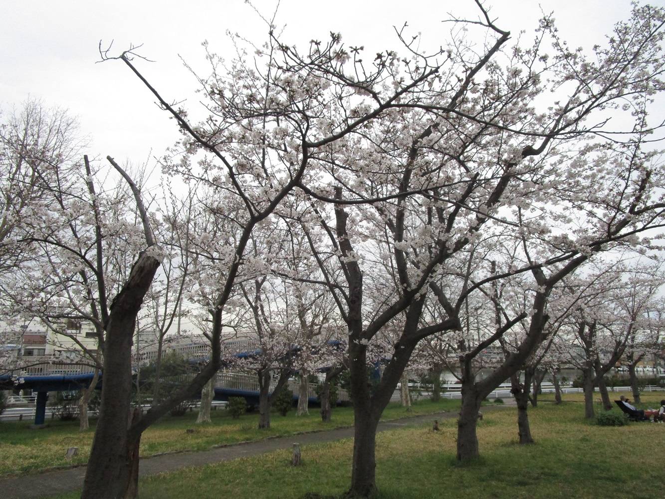 室の木桜②20240404.jpg
