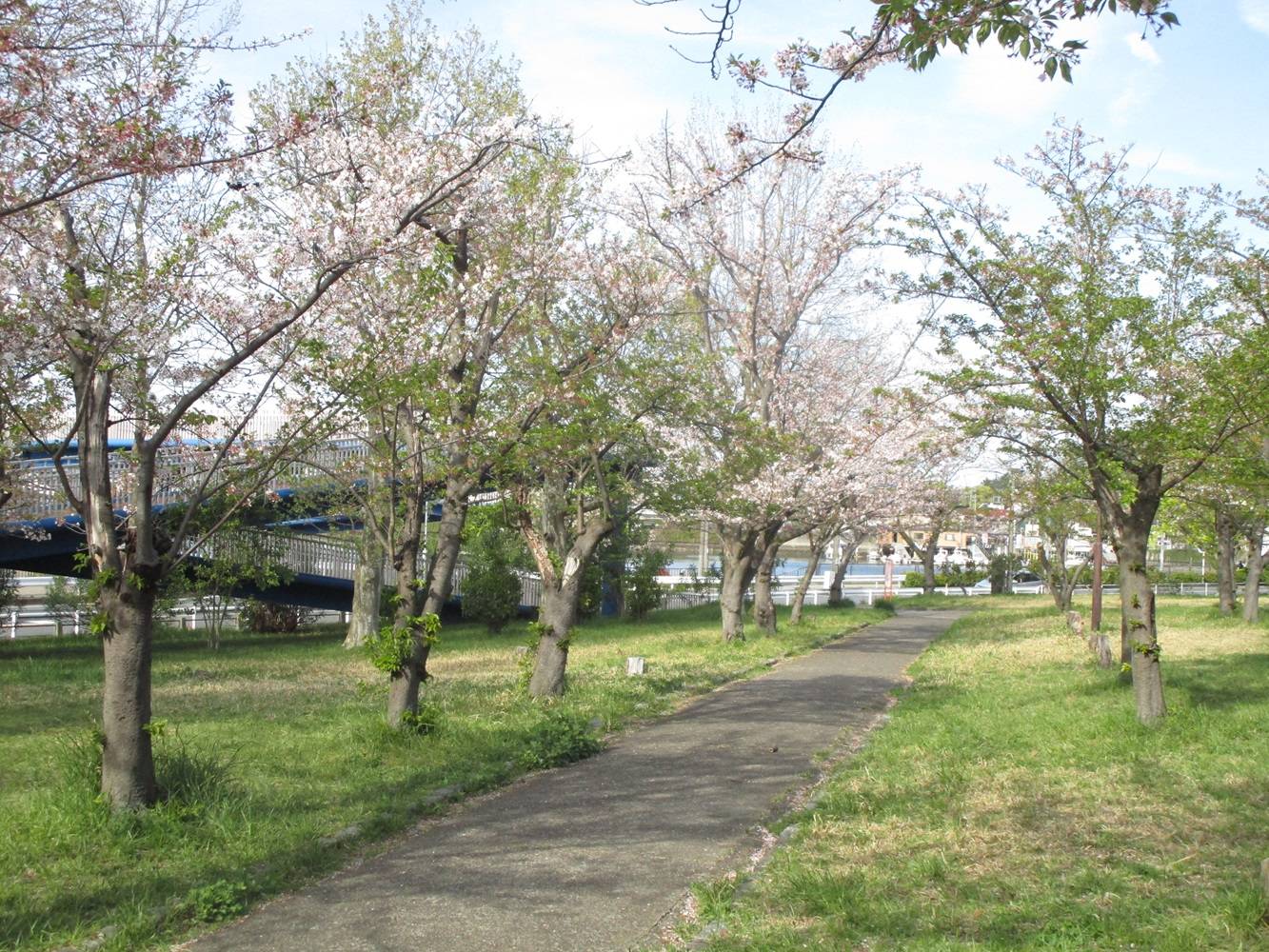 室の木桜①20240413.jpg