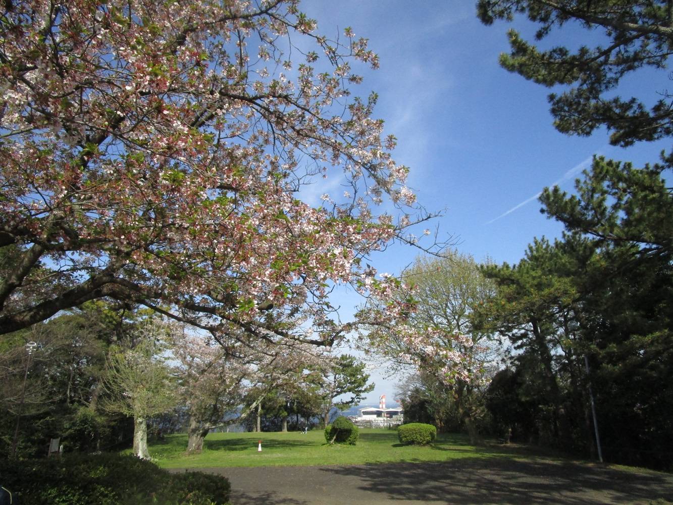 展望台桜②20240413.jpg