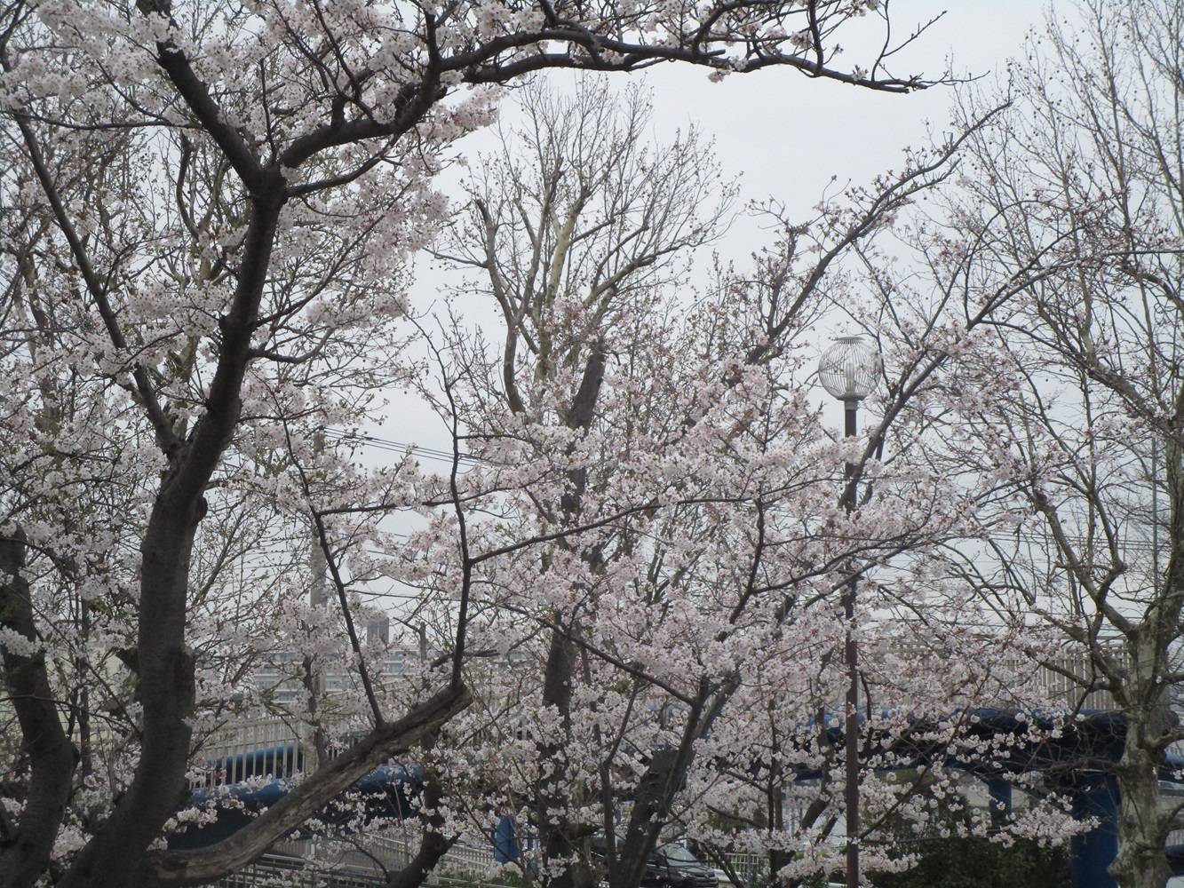 室ノ木桜②20240406.jpg