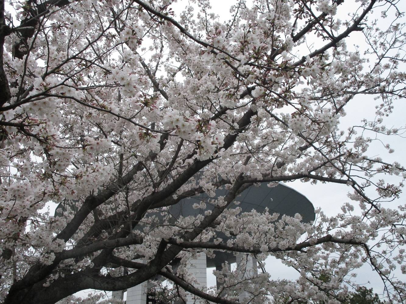 展望台桜①20240406.jpg