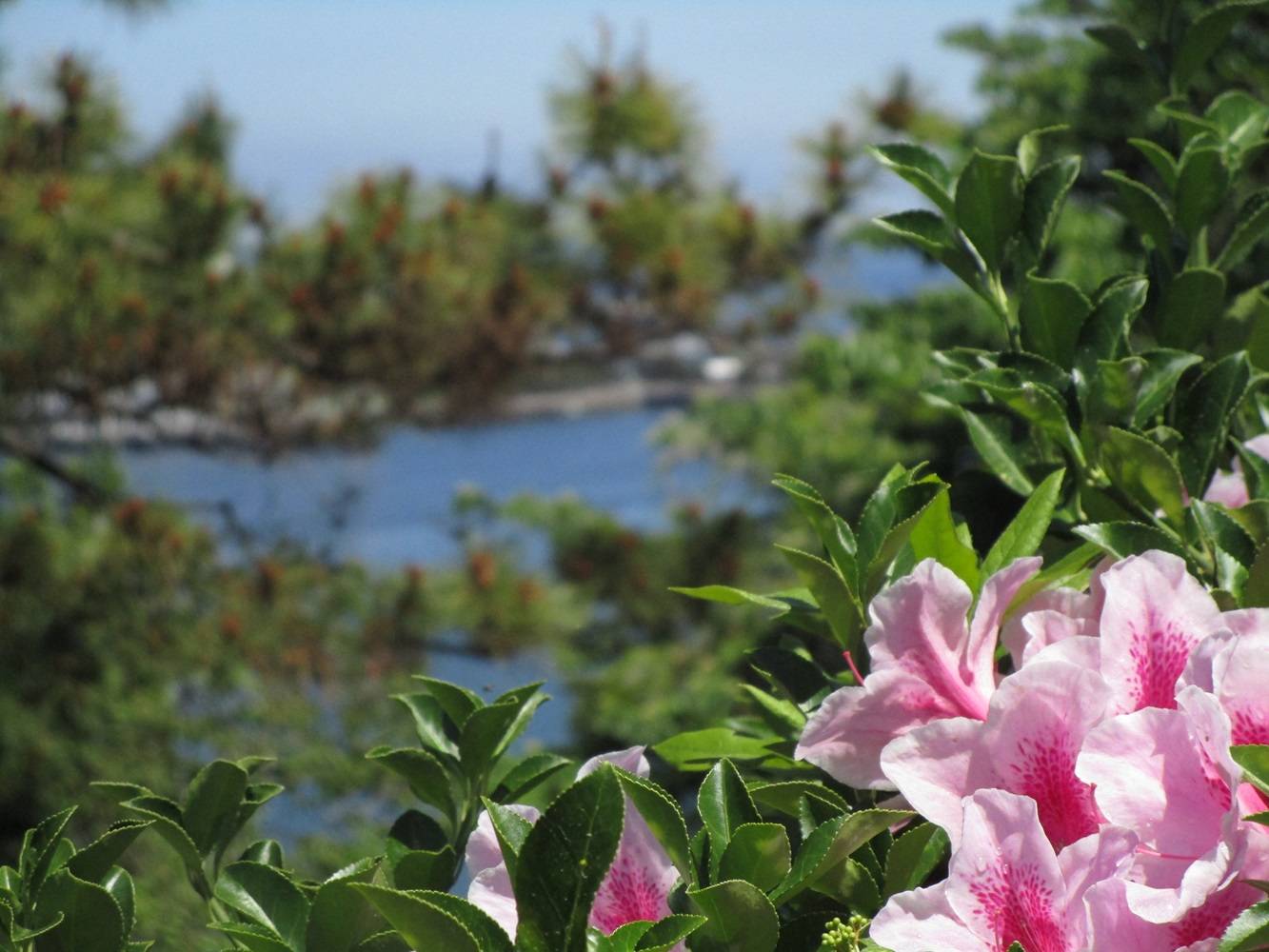ツツジと海20240425.jpg