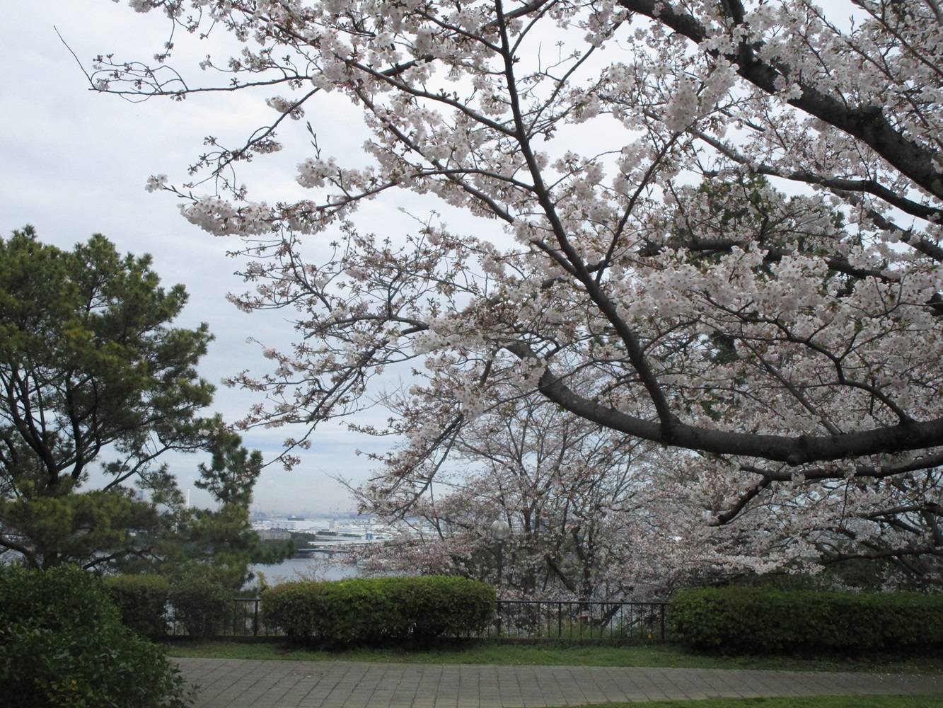 桜開花情報【2024年4月4日】(桜開花)|桜開花|野島公園/旧伊藤 桜開花情報【2024年4月4日】(桜開花)|桜開花|野島公園/旧伊藤