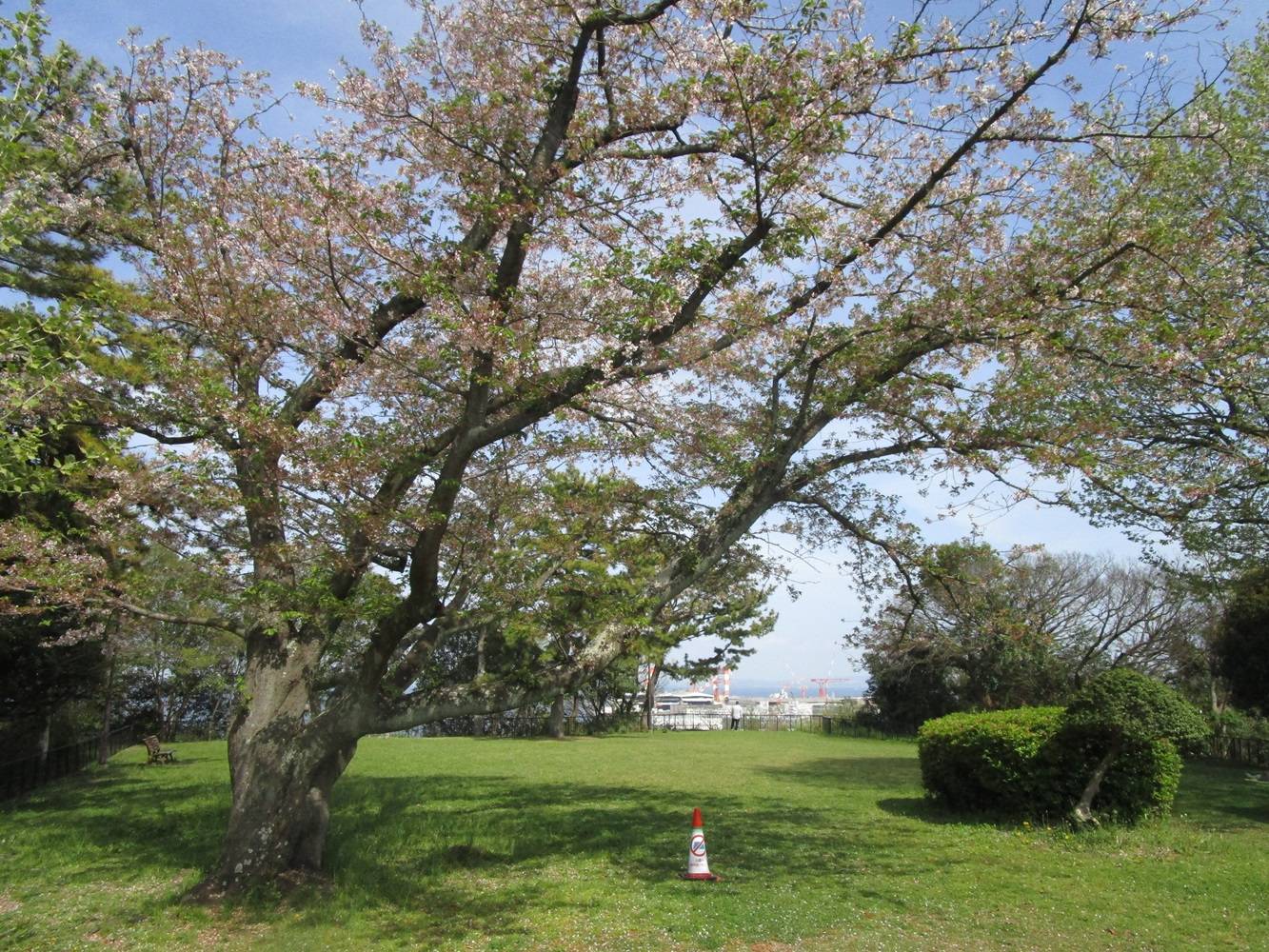 展望台桜②20240415.jpg
