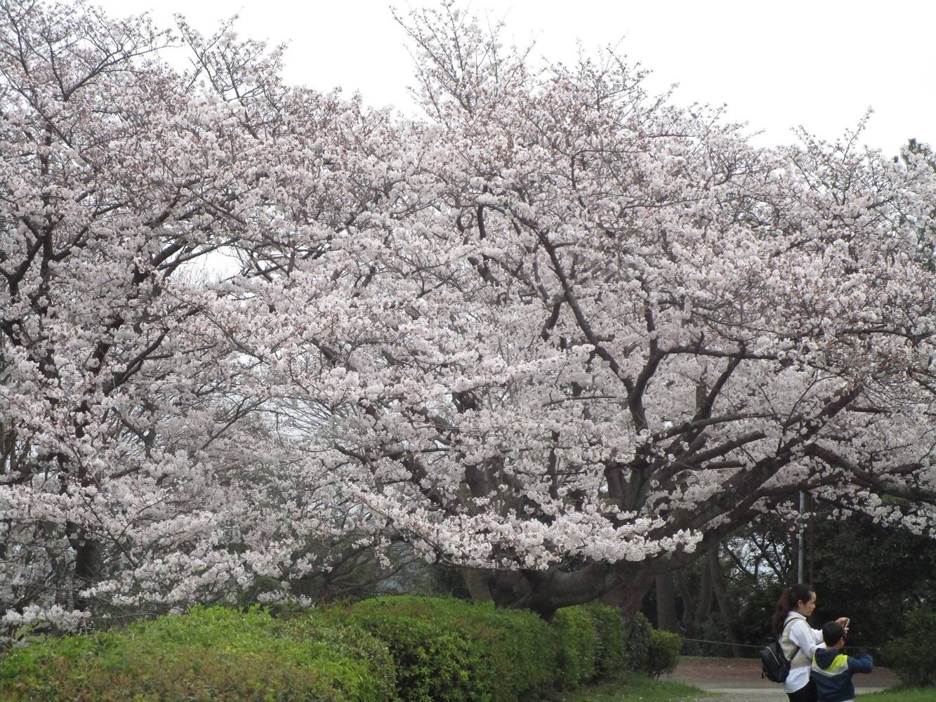 展望台桜②20240406.jpg