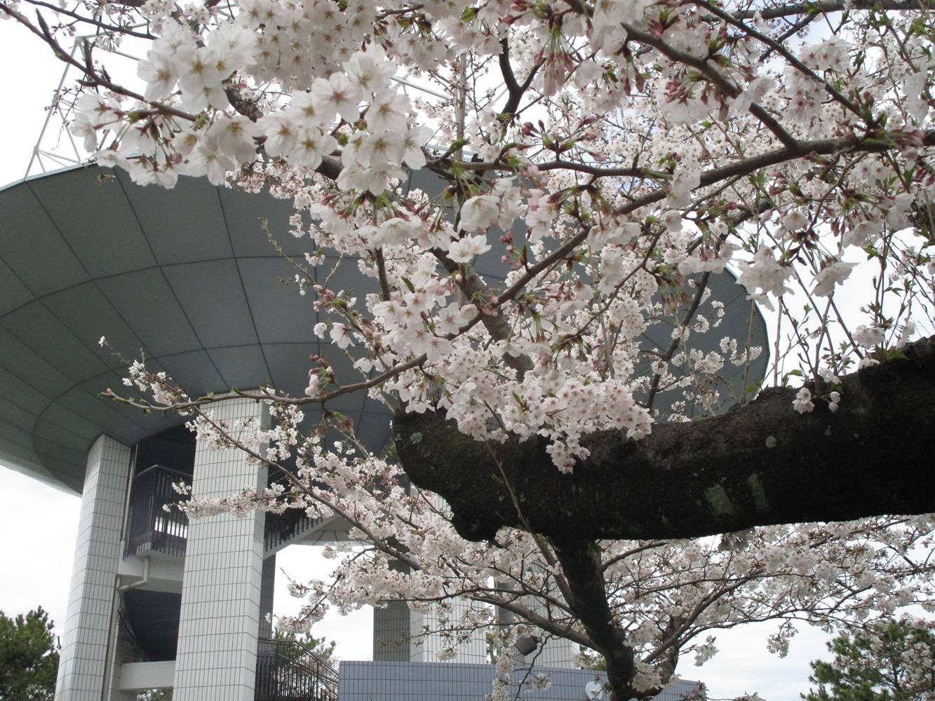 桜開花情報【2024年4月4日】(桜開花)|桜開花|野島公園/旧伊藤 桜開花情報【2024年4月4日】(桜開花)|桜開花|野島公園/旧伊藤