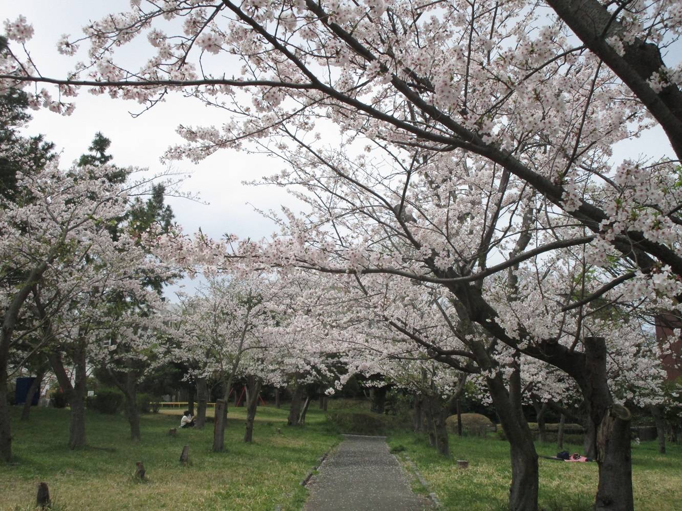 室ノ木桜①20240408.jpg