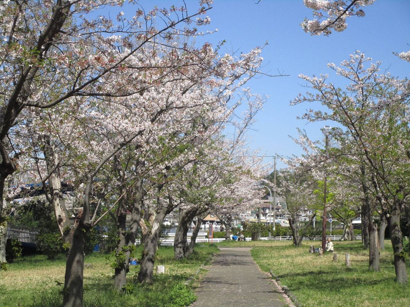 室の木桜①20240410.jpg