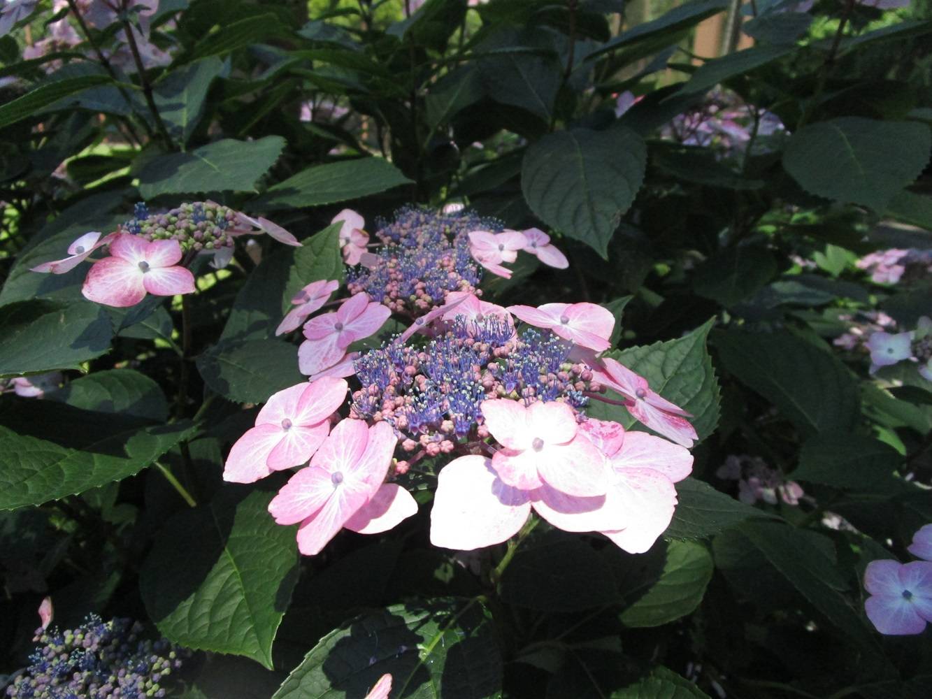 あじさい①20240601.jpg