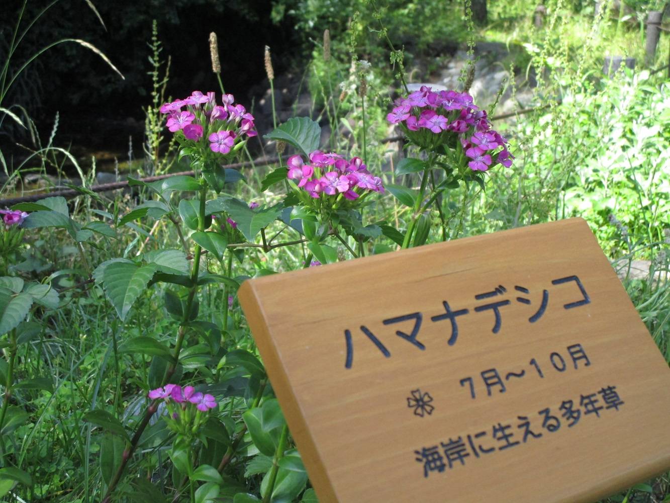 園内のいろいろな草花【2024年6月16日】|｜ブログ|野島公園/旧