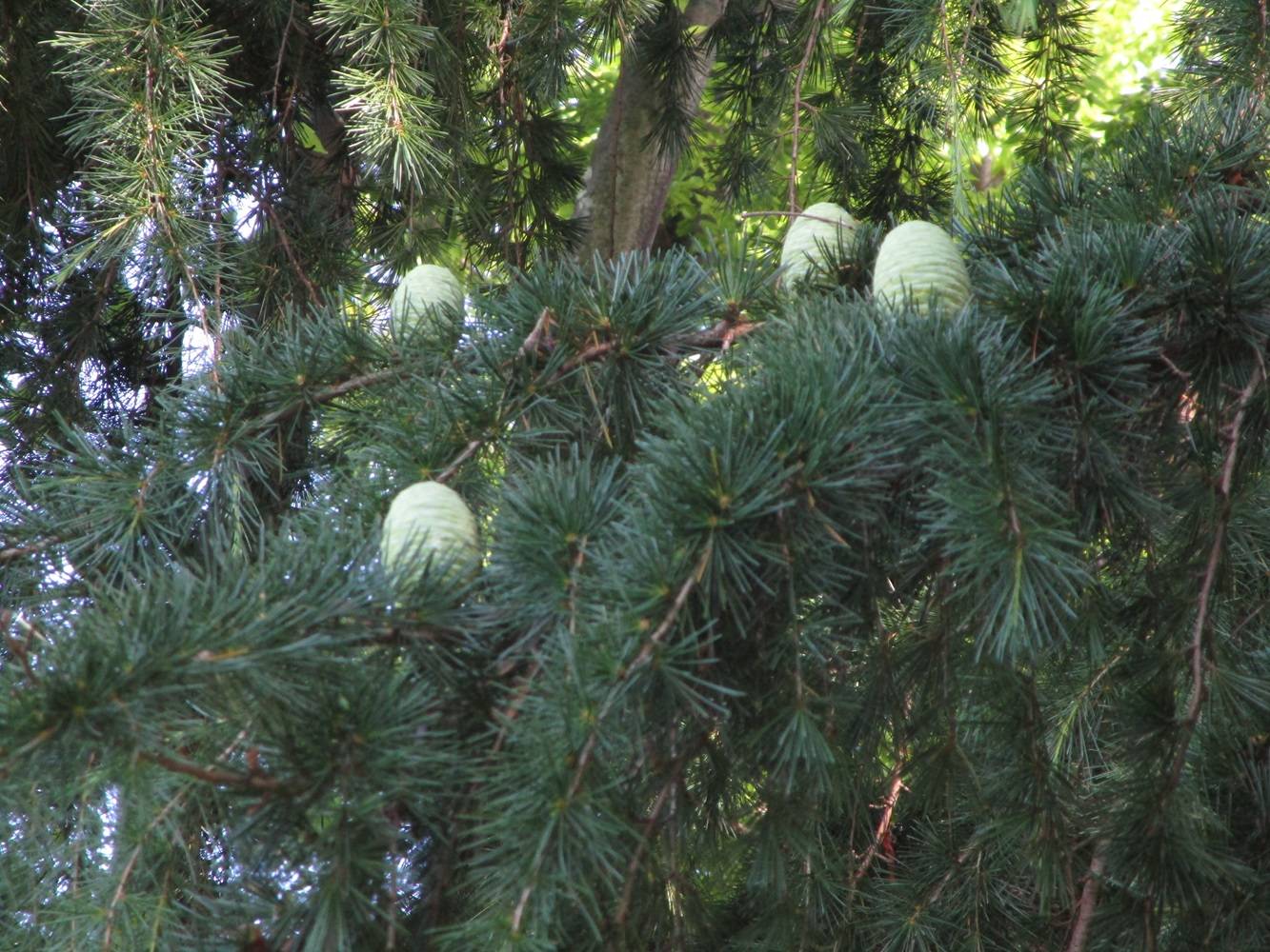 ヒマラヤスギの実②20240603.jpg