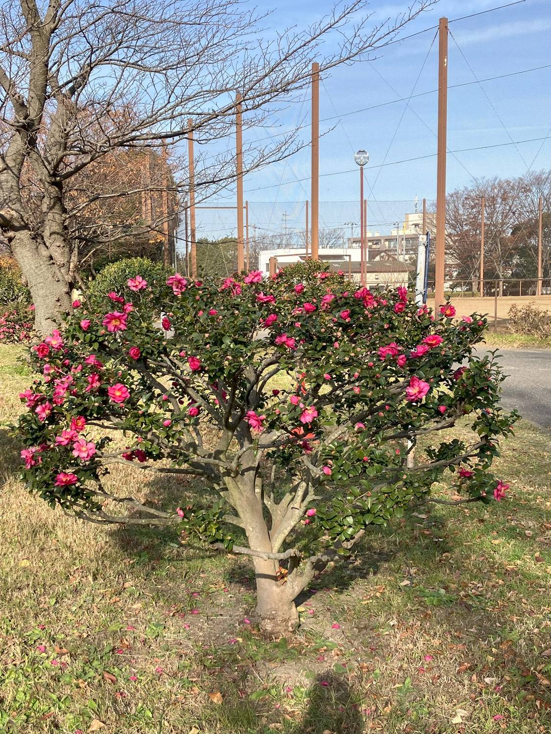 さざんか全体20241220.jpg