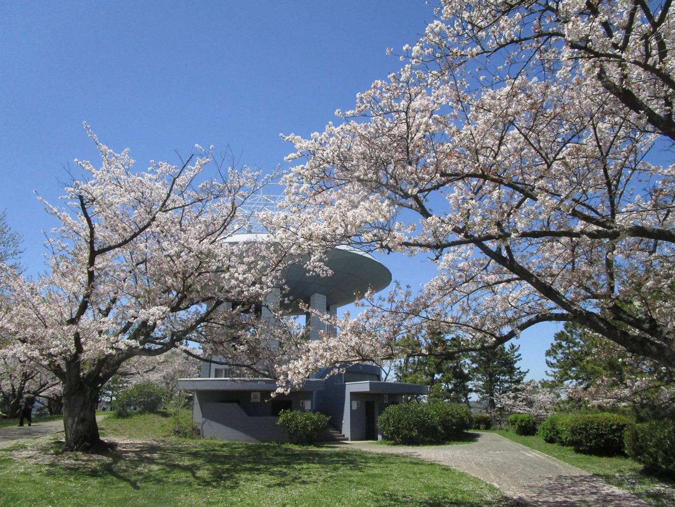 展望台桜①20240410.jpg