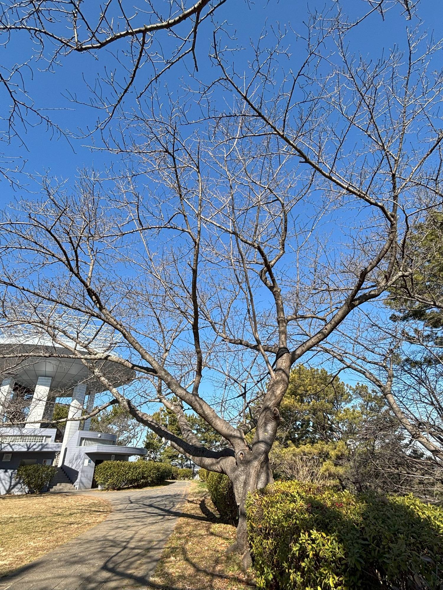展望台桜③20250222.jpg