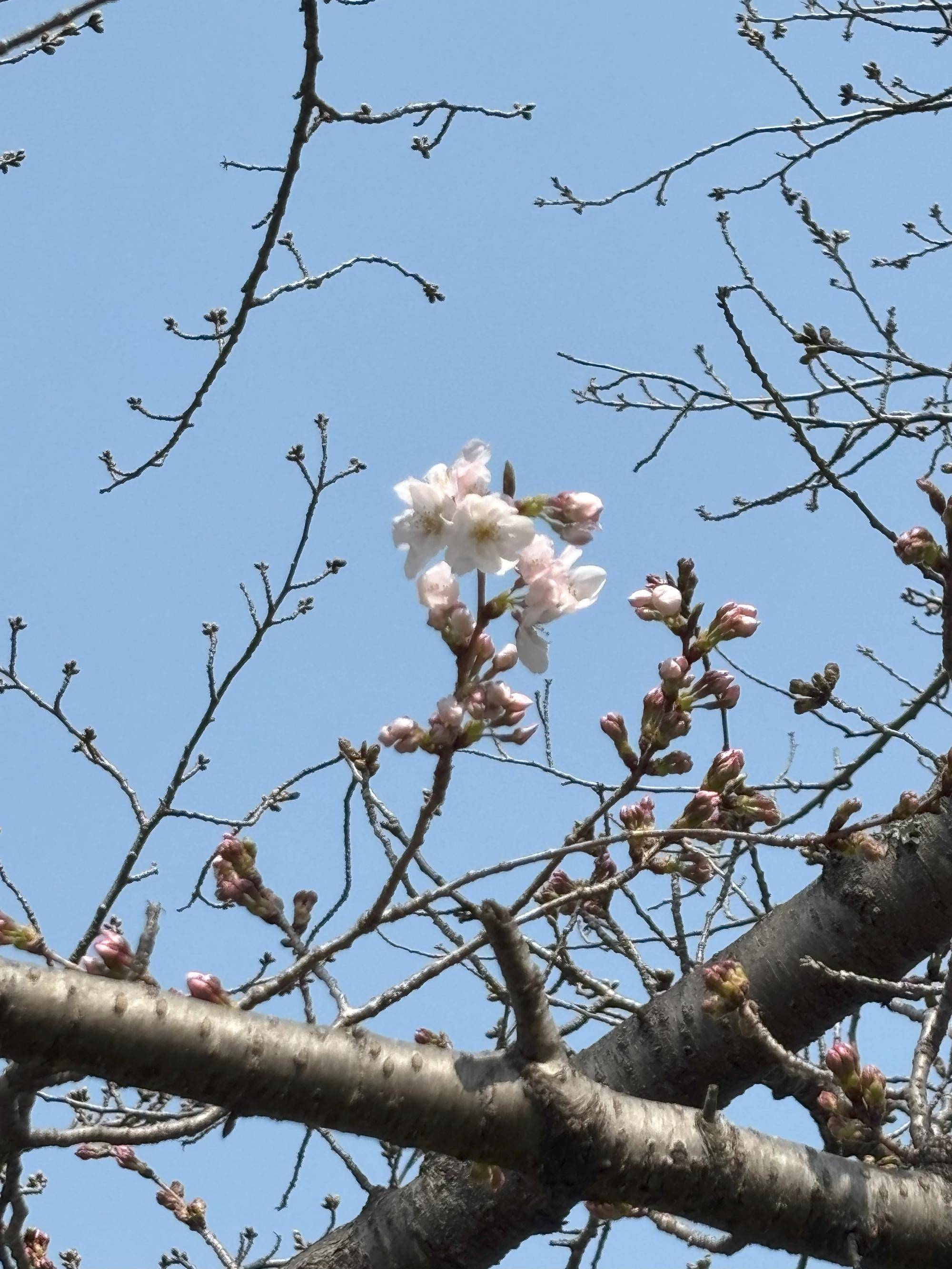 展望台桜①20250325 開花.jpg