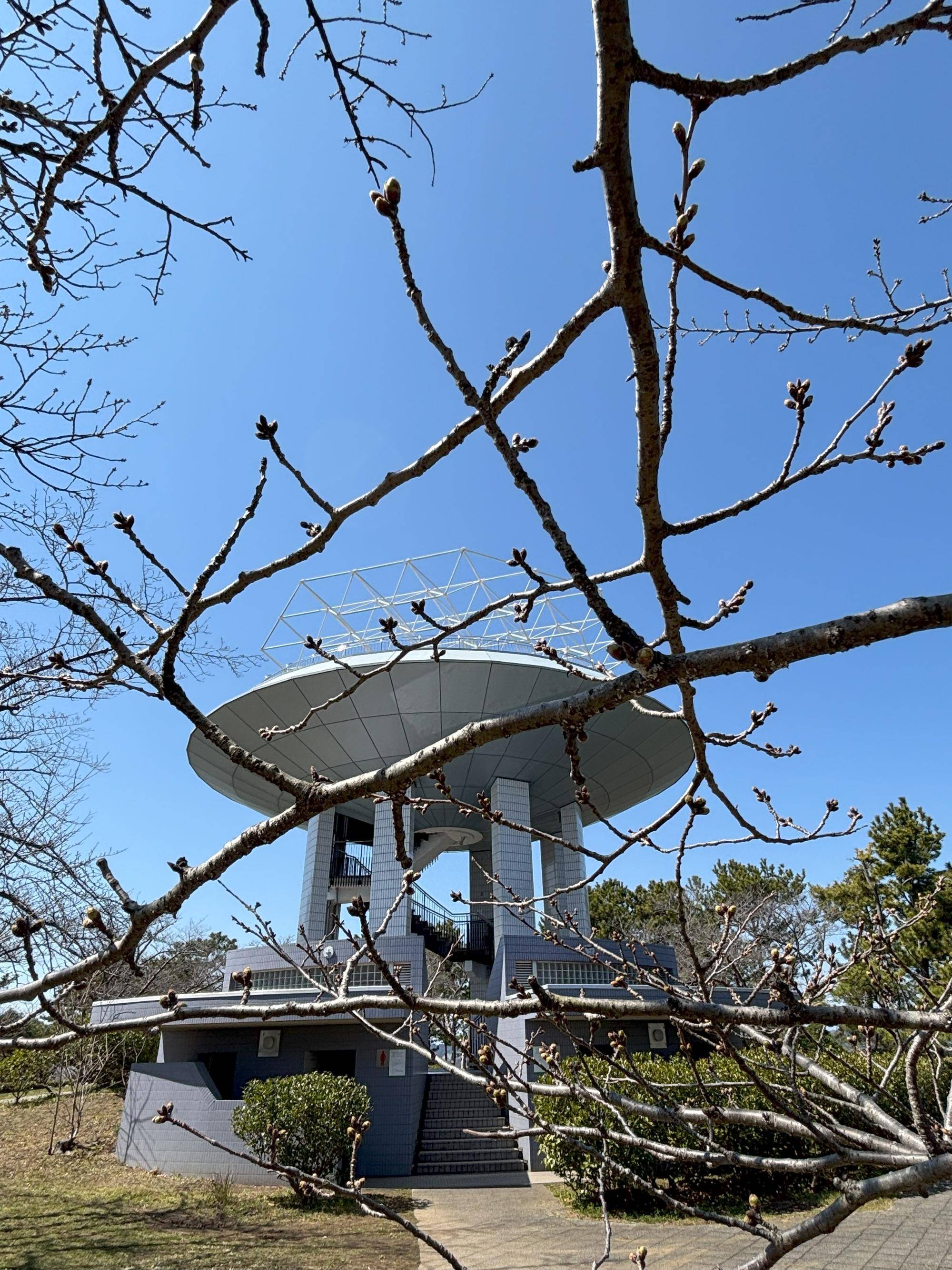 展望台桜③20250321.jpg