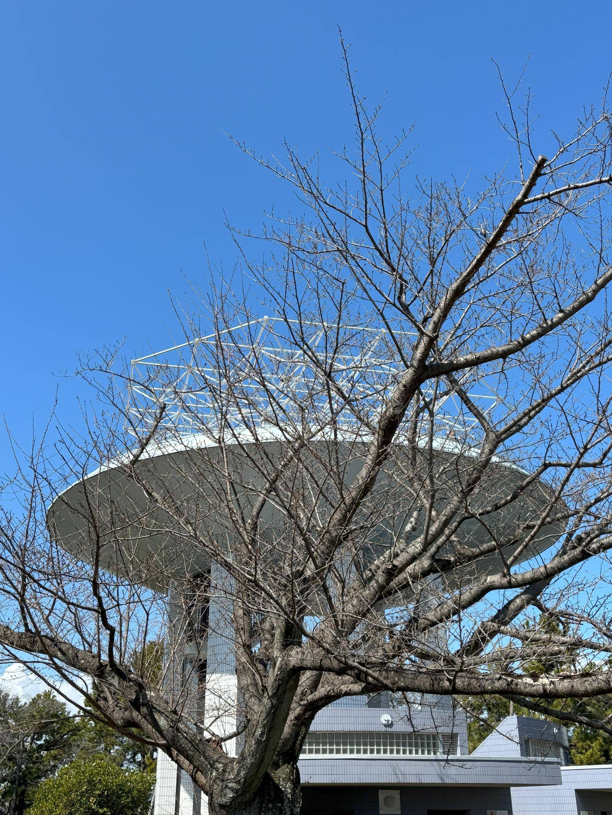展望台桜②20250317.jpg