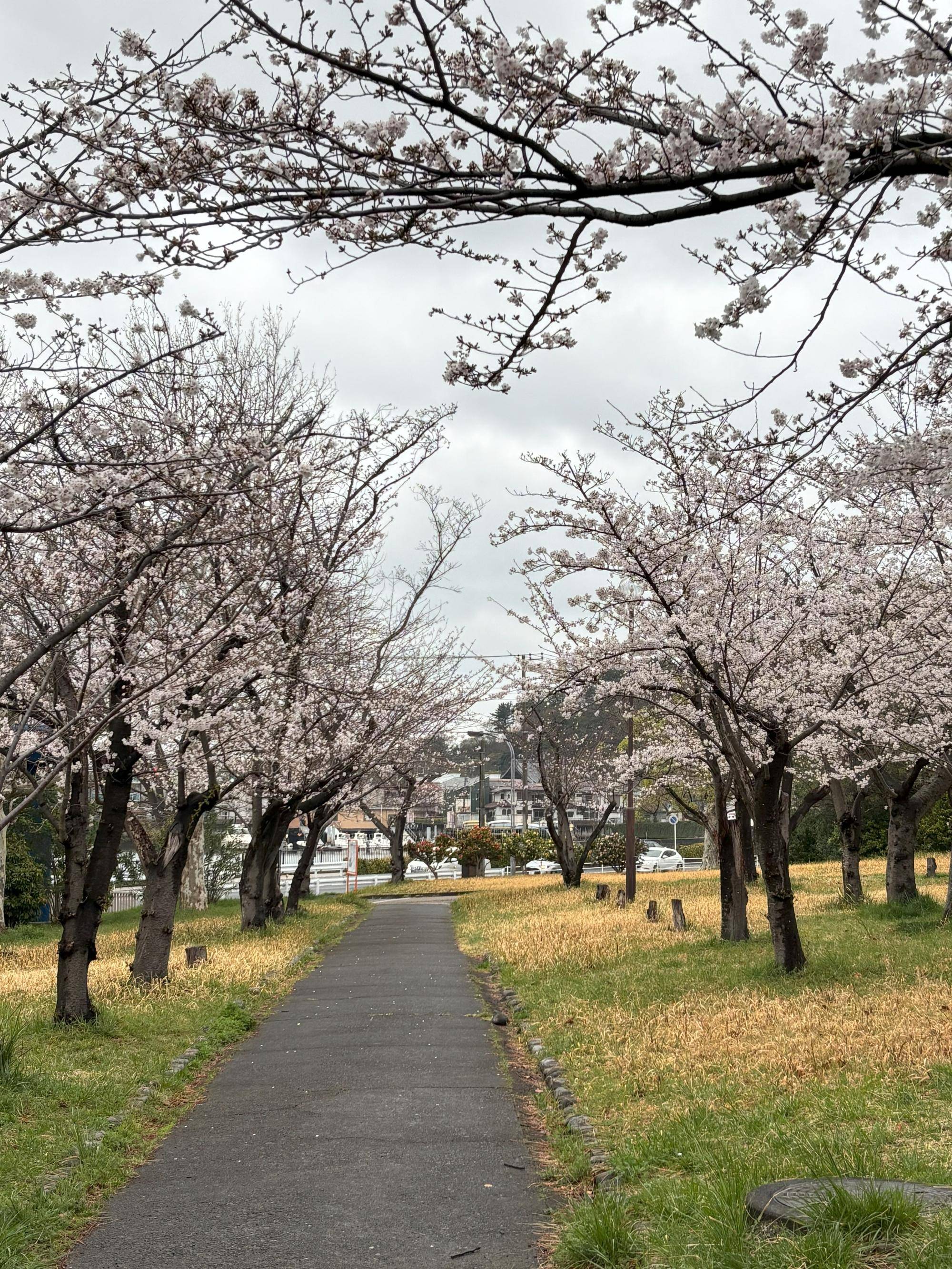 J*k様 花冷え　開花宣言 2025年最新】花冷え 開花宣言の人気アイテム - メルカリ