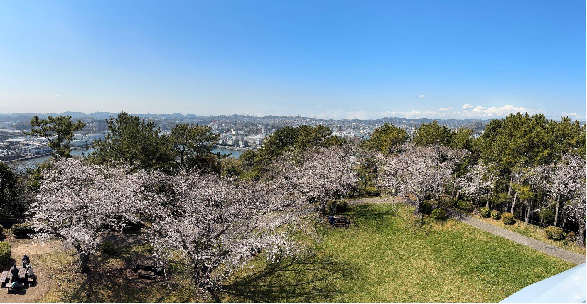 展望台桜③20250404.jpg
