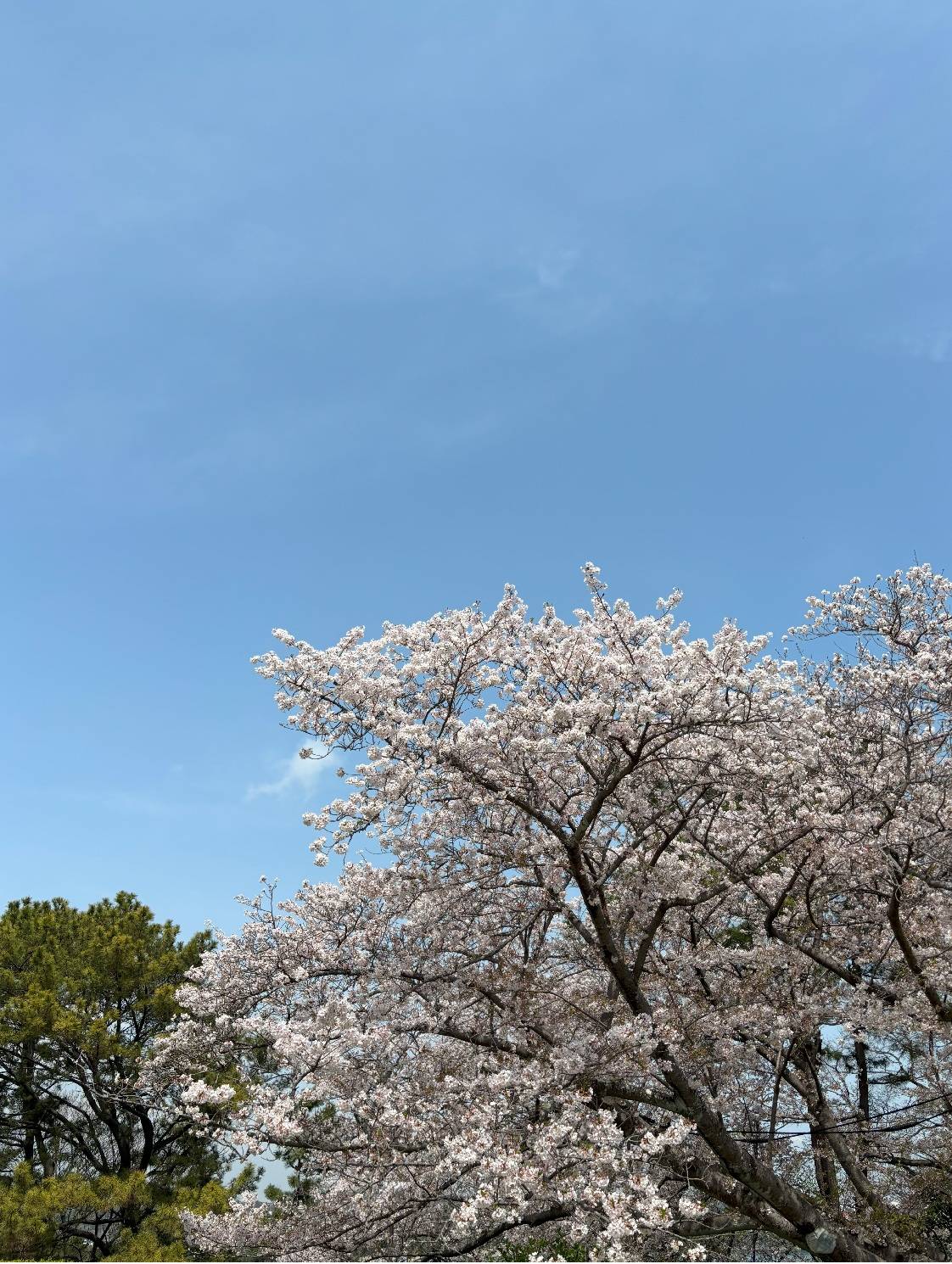 展望台桜③20250408.jpg