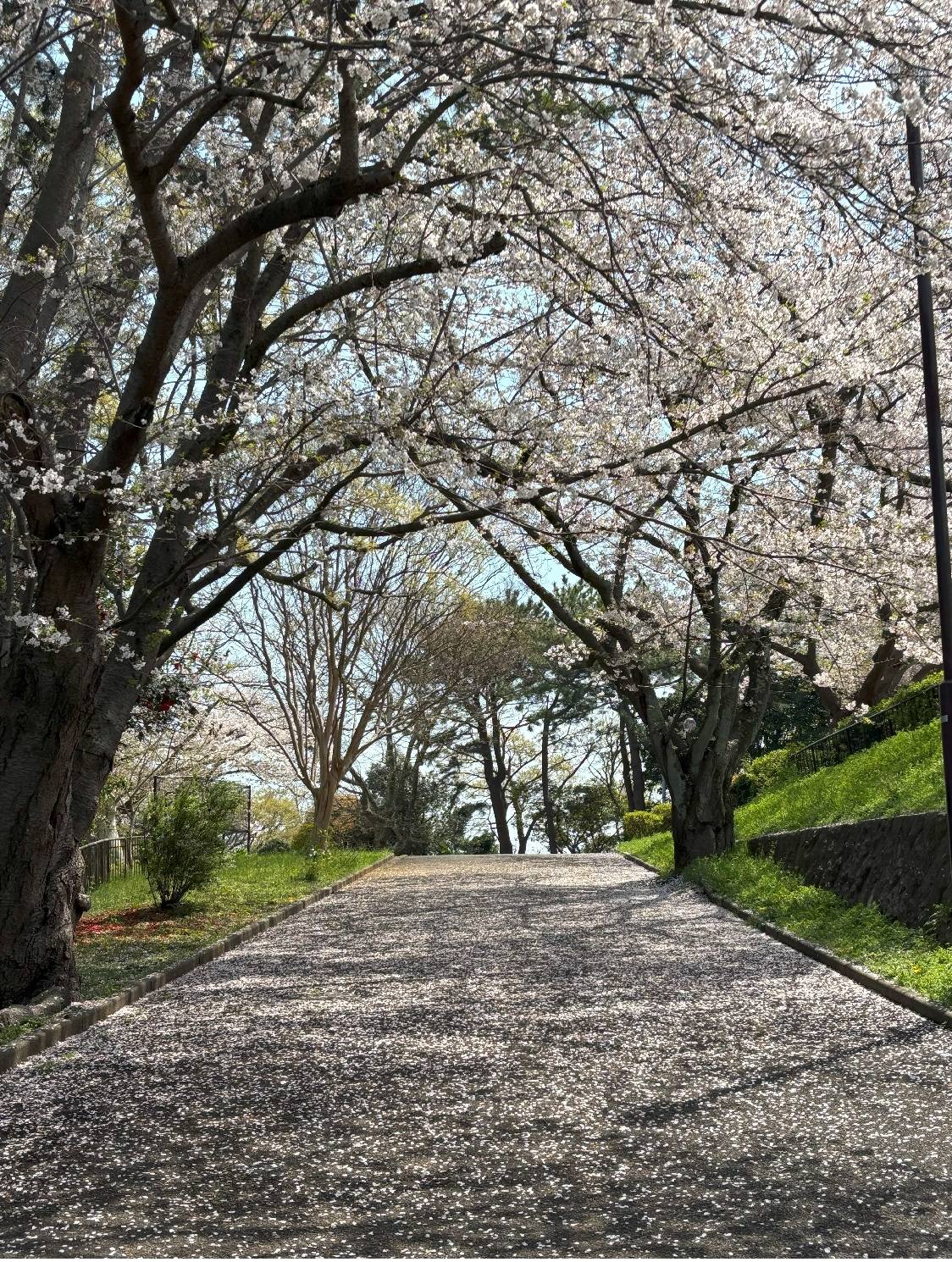 展望台桜①20250408.jpg