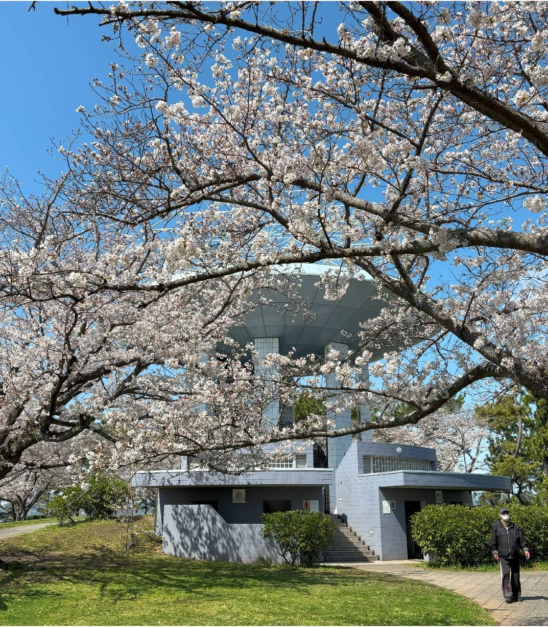 展望台桜①20250404.jpg