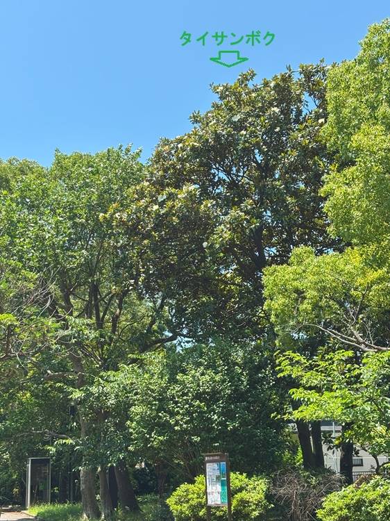 20250618タイサンボク①.jpg