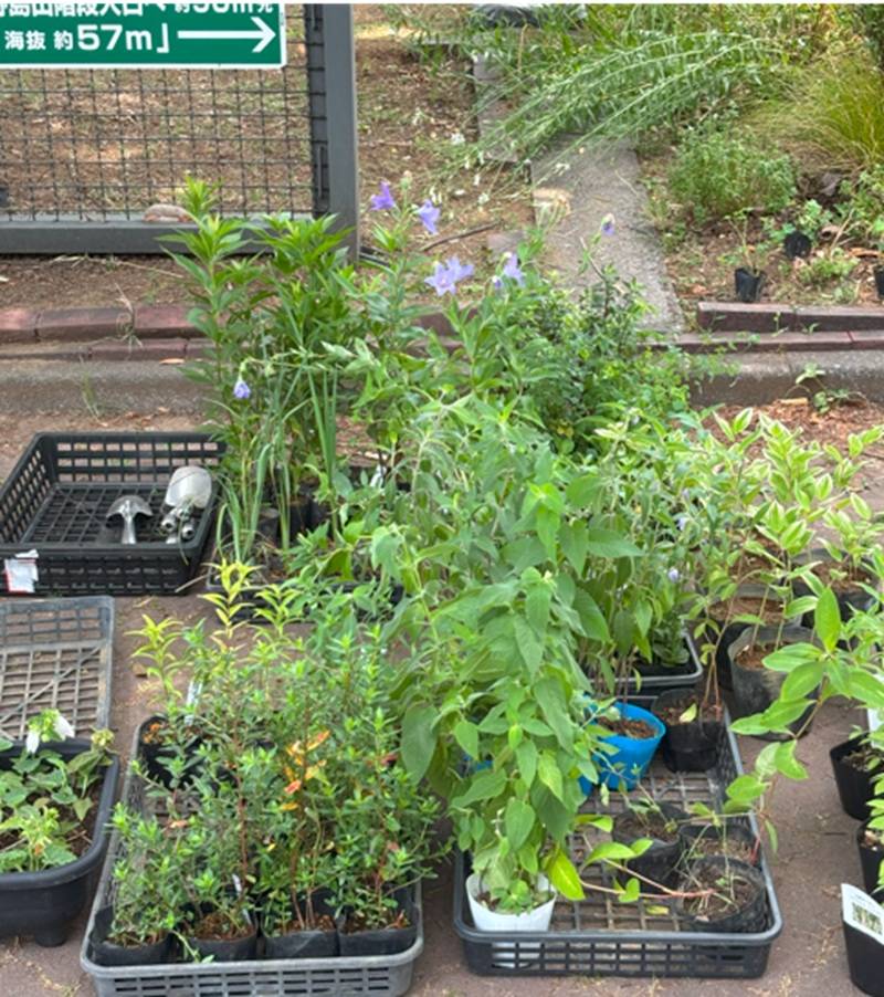 20250703植える植物.jpg