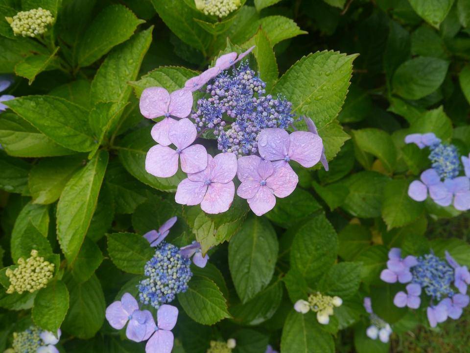あじさい1.jpg