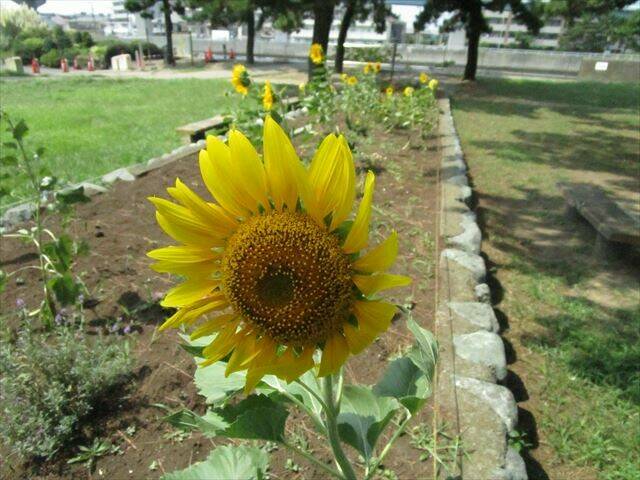 ひまわり1.jpg