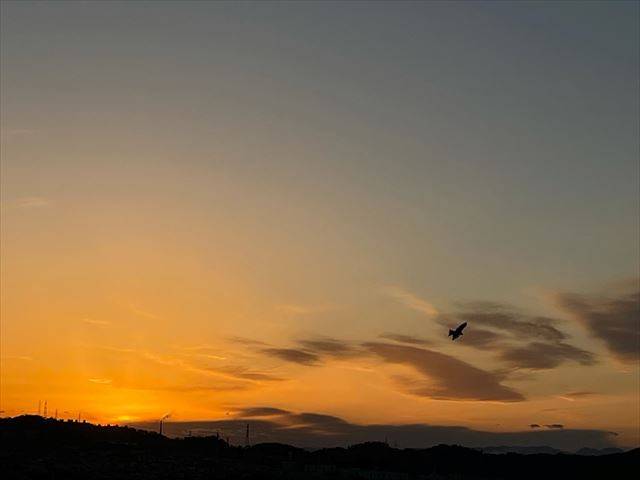 夕焼とんんび.jpg