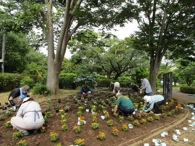 夏の花の植付け.jpg