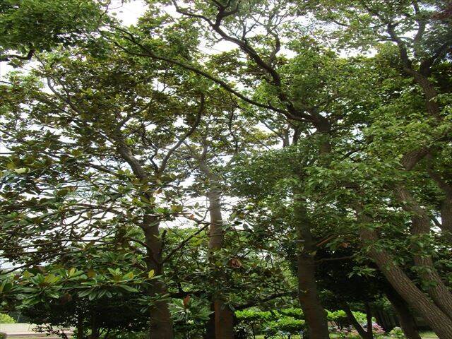 タイサンボクの木.jpg