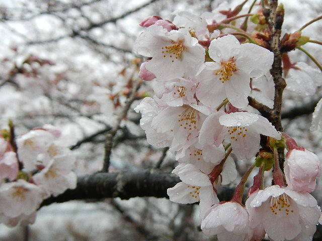 310326花.jpg